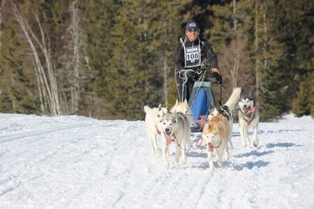 La Pesse 2014 Course de chiens de traineau (vendredi 7 Samedi 8/03/2014), IMG_4333