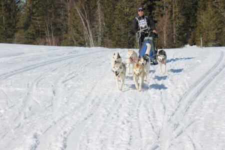 La Pesse 2014 Course de chiens de traineau (vendredi 7 Samedi 8/03/2014), IMG_4334