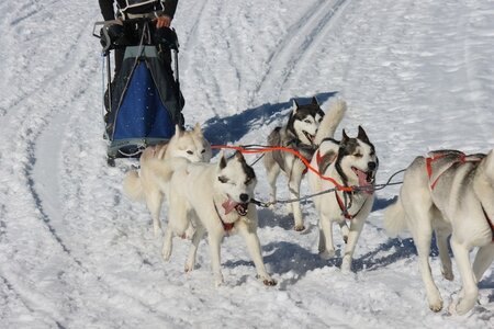 La Pesse 2014 Course de chiens de traineau (vendredi 7 Samedi 8/03/2014), IMG_4337