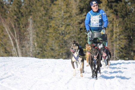 La Pesse 2014 Course de chiens de traineau (vendredi 7 Samedi 8/03/2014), IMG_4356