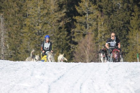La Pesse 2014 Course de chiens de traineau (vendredi 7 Samedi 8/03/2014), IMG_4361