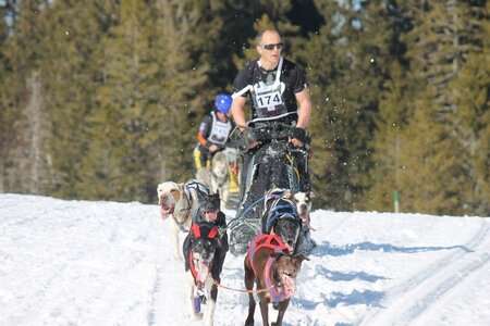 La Pesse 2014 Course de chiens de traineau (vendredi 7 Samedi 8/03/2014), IMG_4366