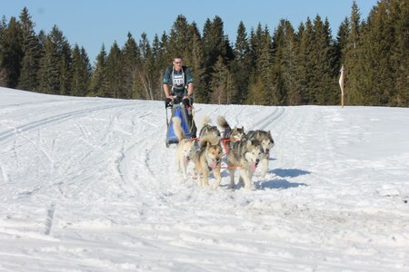 La Pesse 2014 Course de chiens de traineau (vendredi 7 Samedi 8/03/2014), IMG_4382