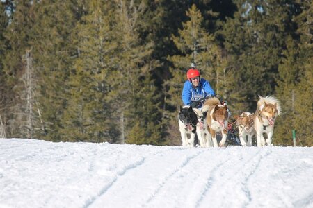 La Pesse 2014 Course de chiens de traineau (vendredi 7 Samedi 8/03/2014), IMG_4387