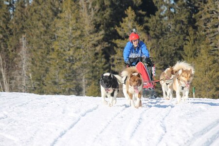 La Pesse 2014 Course de chiens de traineau (vendredi 7 Samedi 8/03/2014), IMG_4388