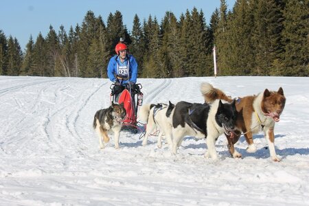 La Pesse 2014 Course de chiens de traineau (vendredi 7 Samedi 8/03/2014), IMG_4394