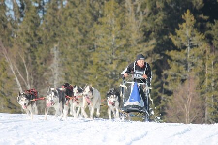 La Pesse 2014 Course de chiens de traineau (vendredi 7 Samedi 8/03/2014), IMG_4398