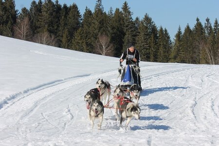 La Pesse 2014 Course de chiens de traineau (vendredi 7 Samedi 8/03/2014), IMG_4403