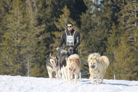 La Pesse 2014 Course de chiens de traineau (vendredi 7 Samedi 8/03/2014), IMG_4411