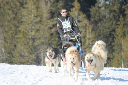 La Pesse 2014 Course de chiens de traineau (vendredi 7 Samedi 8/03/2014), IMG_4412