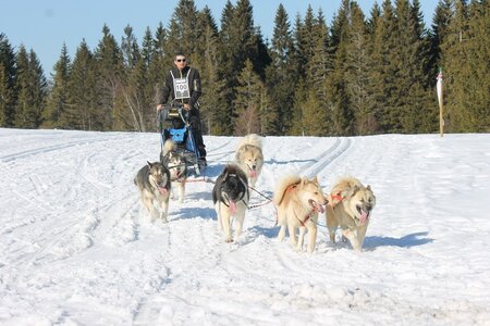 La Pesse 2014 Course de chiens de traineau (vendredi 7 Samedi 8/03/2014), IMG_4414