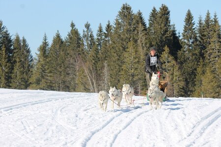 La Pesse 2014 Course de chiens de traineau (vendredi 7 Samedi 8/03/2014), IMG_4427