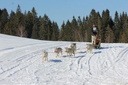 La Pesse 2014 Course de chiens de traineau (vendredi 7 Samedi 8/03/2014), IMG_4430