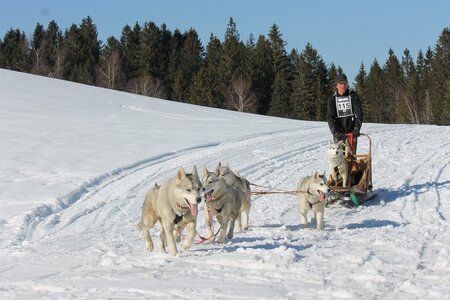 La Pesse 2014 Course de chiens de traineau (vendredi 7 Samedi 8/03/2014), IMG_4433
