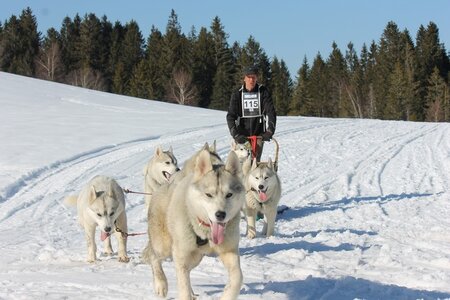 La Pesse 2014 Course de chiens de traineau (vendredi 7 Samedi 8/03/2014), IMG_4434
