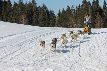 La Pesse 2014 Course de chiens de traineau (vendredi 7 Samedi 8/03/2014), IMG_4447
