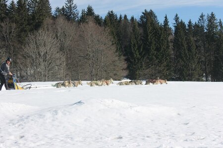 La Pesse 2014 Course de chiens de traineau (vendredi 7 Samedi 8/03/2014), IMG_4456