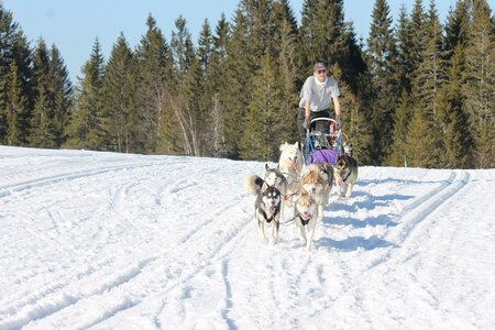 La Pesse 2014 Course de chiens de traineau (vendredi 7 Samedi 8/03/2014), IMG_4471