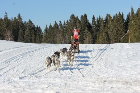 La Pesse 2014 Course de chiens de traineau (vendredi 7 Samedi 8/03/2014), IMG_4476