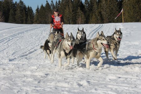 La Pesse 2014 Course de chiens de traineau (vendredi 7 Samedi 8/03/2014), IMG_4478