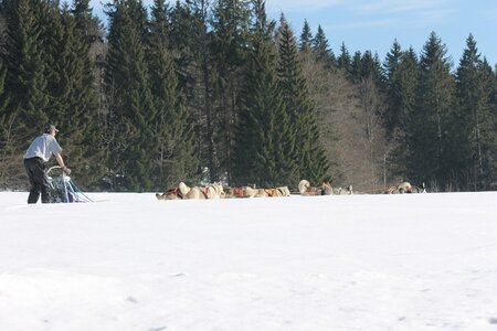 La Pesse 2014 Course de chiens de traineau (vendredi 7 Samedi 8/03/2014), IMG_4481