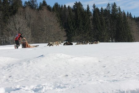 La Pesse 2014 Course de chiens de traineau (vendredi 7 Samedi 8/03/2014), IMG_4483