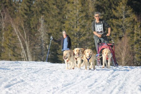 La Pesse 2014 Course de chiens de traineau (vendredi 7 Samedi 8/03/2014), IMG_4489