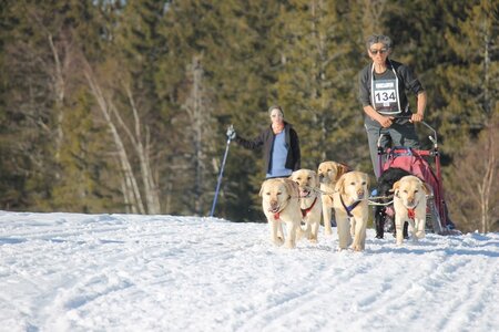 La Pesse 2014 Course de chiens de traineau (vendredi 7 Samedi 8/03/2014), IMG_4490