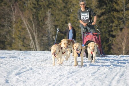 La Pesse 2014 Course de chiens de traineau (vendredi 7 Samedi 8/03/2014), IMG_4492