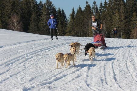 La Pesse 2014 Course de chiens de traineau (vendredi 7 Samedi 8/03/2014), IMG_4496