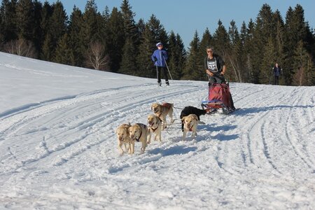 La Pesse 2014 Course de chiens de traineau (vendredi 7 Samedi 8/03/2014), IMG_4497