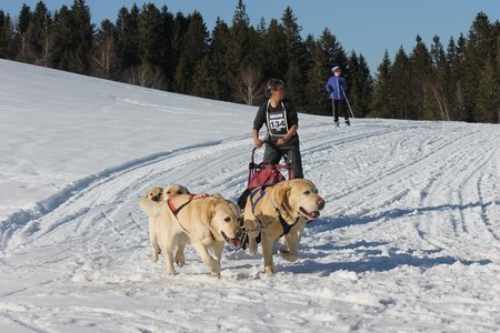 La Pesse 2014 Course de chiens de traineau (vendredi 7 Samedi 8/03/2014), IMG_4499