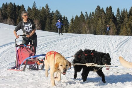 La Pesse 2014 Course de chiens de traineau (vendredi 7 Samedi 8/03/2014), IMG_4501