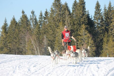 La Pesse 2014 Course de chiens de traineau (vendredi 7 Samedi 8/03/2014), IMG_4506