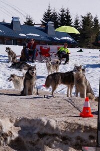 La Pesse 2014  Course de chiens de traineau  (dimanche 09/03/2014), DSC05431