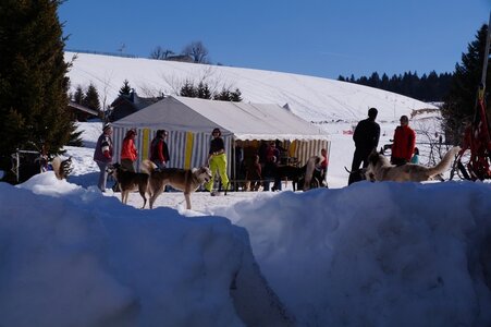La Pesse 2014  Course de chiens de traineau  (dimanche 09/03/2014), DSC05435