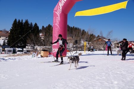 La Pesse 2014  Course de chiens de traineau  (dimanche 09/03/2014), DSC05445