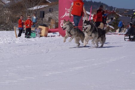 La Pesse 2014  Course de chiens de traineau  (dimanche 09/03/2014), DSC05499