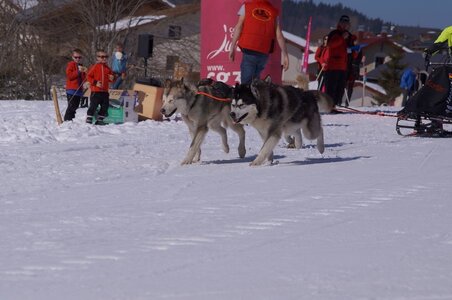 La Pesse 2014  Course de chiens de traineau  (dimanche 09/03/2014), DSC05500