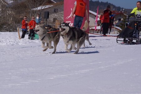 La Pesse 2014  Course de chiens de traineau  (dimanche 09/03/2014), DSC05501
