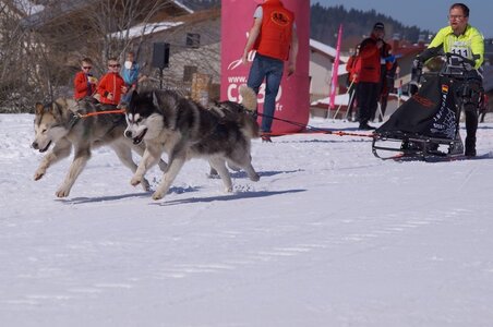 La Pesse 2014  Course de chiens de traineau  (dimanche 09/03/2014), DSC05502