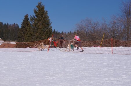 La Pesse 2014  Course de chiens de traineau  (dimanche 09/03/2014), DSC05510
