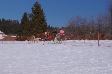 La Pesse 2014  Course de chiens de traineau  (dimanche 09/03/2014), DSC05511