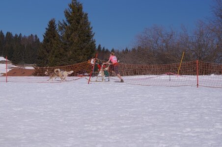 La Pesse 2014  Course de chiens de traineau  (dimanche 09/03/2014), DSC05512