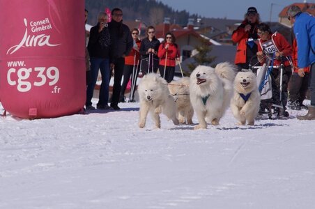 La Pesse 2014  Course de chiens de traineau  (dimanche 09/03/2014), DSC05513