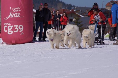 La Pesse 2014  Course de chiens de traineau  (dimanche 09/03/2014), DSC05514