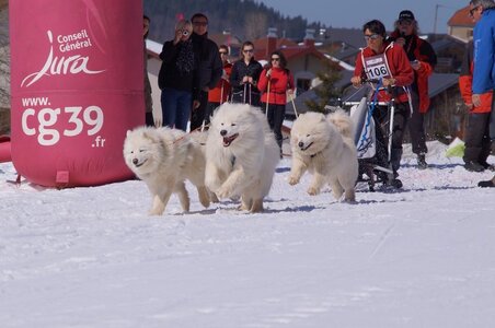 La Pesse 2014  Course de chiens de traineau  (dimanche 09/03/2014), DSC05516