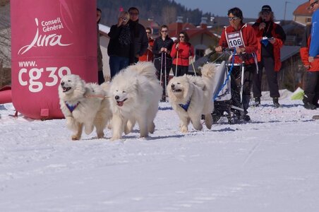 La Pesse 2014  Course de chiens de traineau  (dimanche 09/03/2014), DSC05517