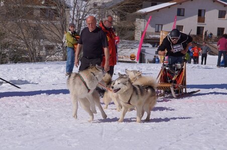 La Pesse 2014  Course de chiens de traineau  (dimanche 09/03/2014), DSC05523