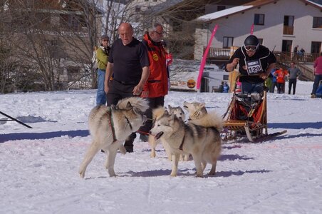 La Pesse 2014  Course de chiens de traineau  (dimanche 09/03/2014), DSC05524